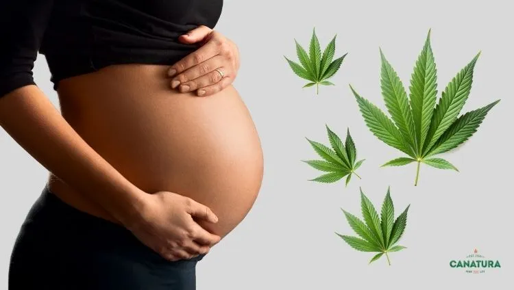A pregnant woman holds her belly, surrounded by cannabis leaves, with the Canatura logo at the bottom right