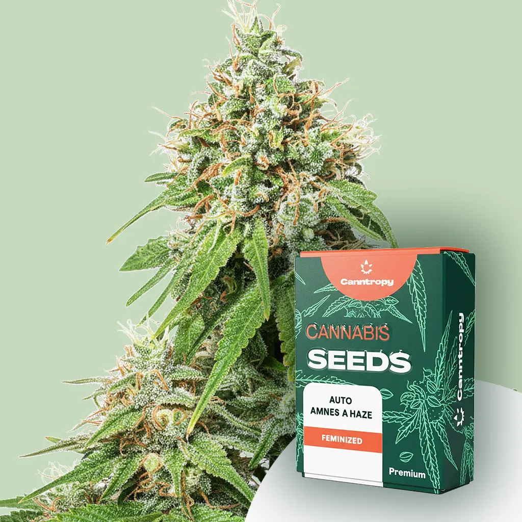Canntropy Seeds Auto Amnesia Haze (samokvitnúce) 5 ks