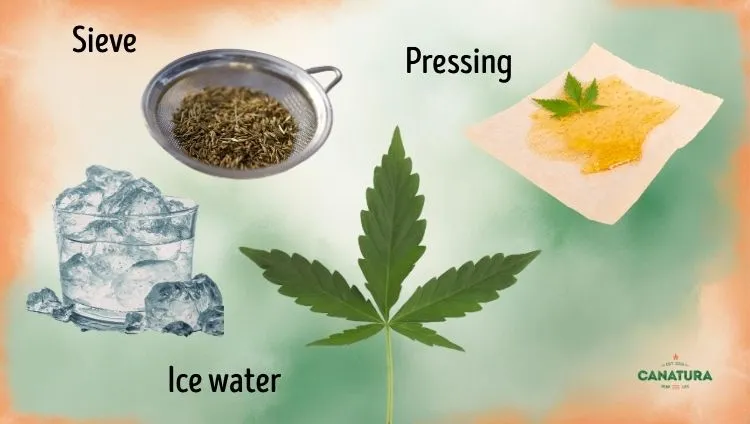Solventless cannabis extraction methods, Canatura logo in the bottom right