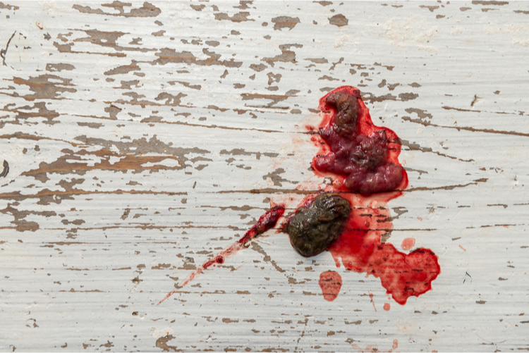 Dog stool with blood