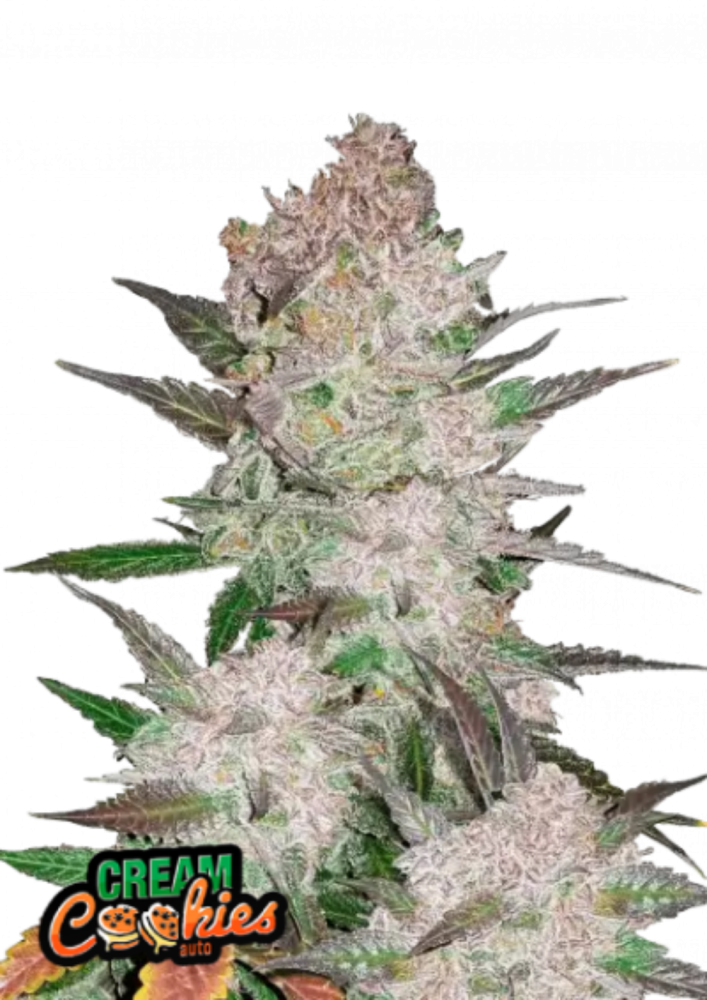 Fast Buds Cannabis Seeds Cream Cookies Auto 3 ks