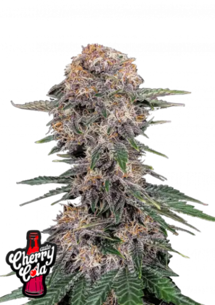 Fast Buds Cannabis Seeds Cherry Cola Auto 1 ks