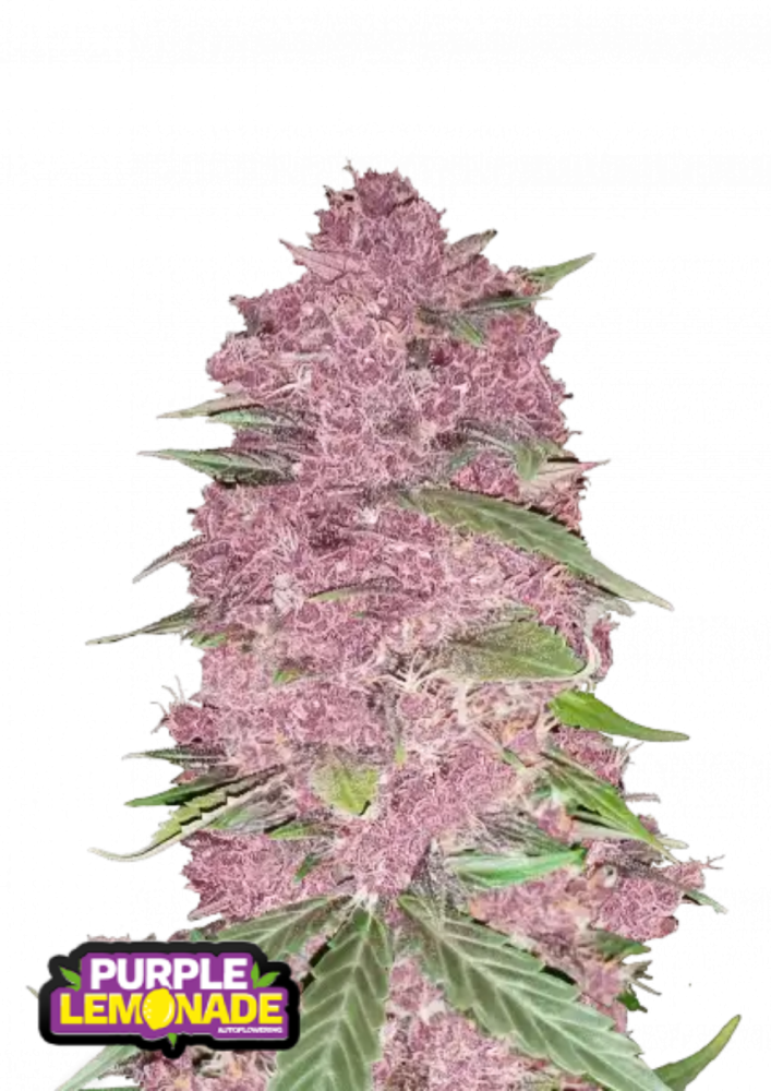 Fast Buds Cannabis Seeds Purple Lemonade Auto 3 ks