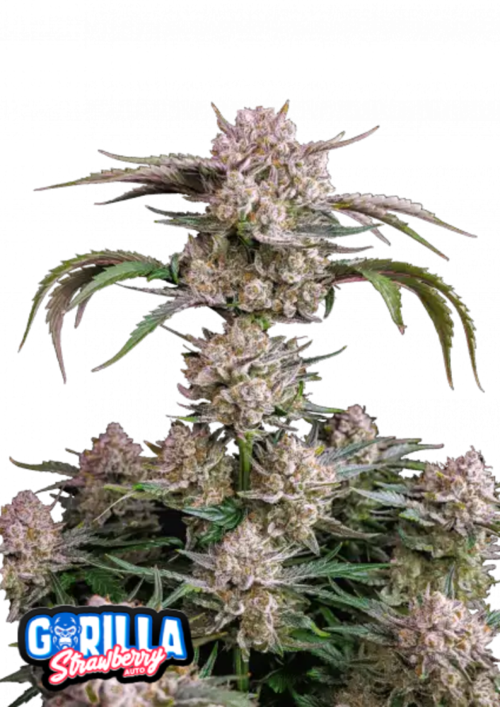 Fast Buds Cannabis Seeds Strawberry Gorilla Auto 3 ks
