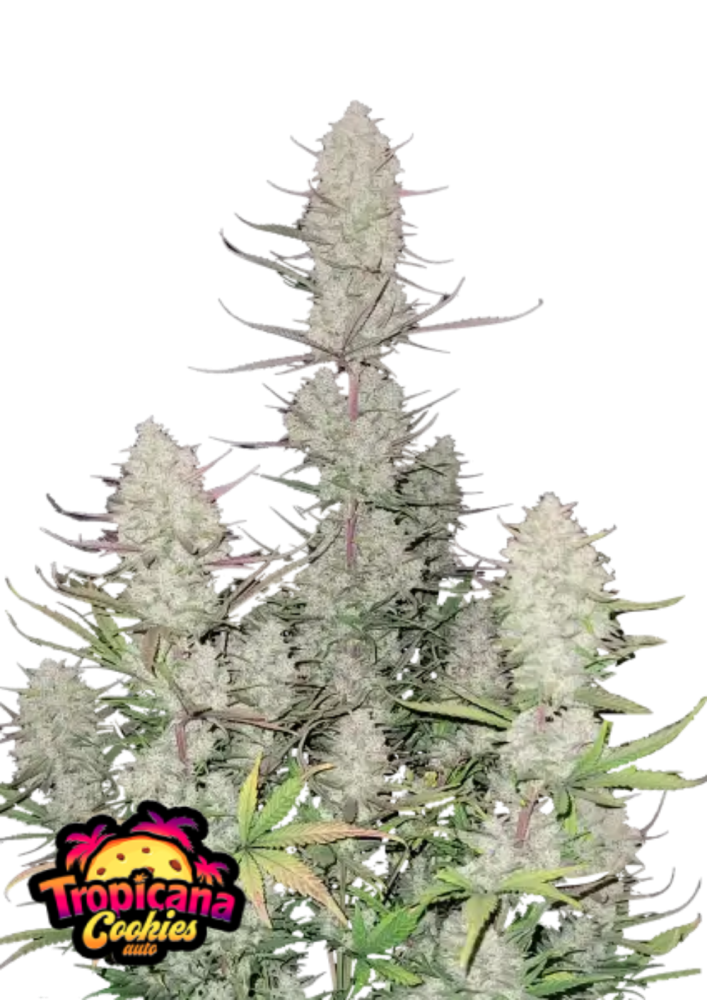 Fast Buds Cannabis Seeds Tropicana Cookies Auto 3 ks