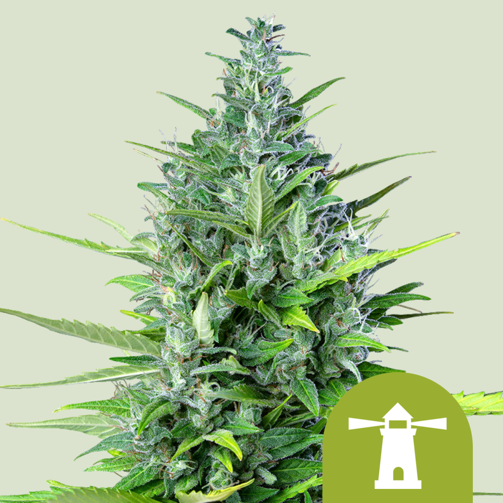 Royal Queen Seeds Cannabis Seeds Royal Haze Auto 1 ks
