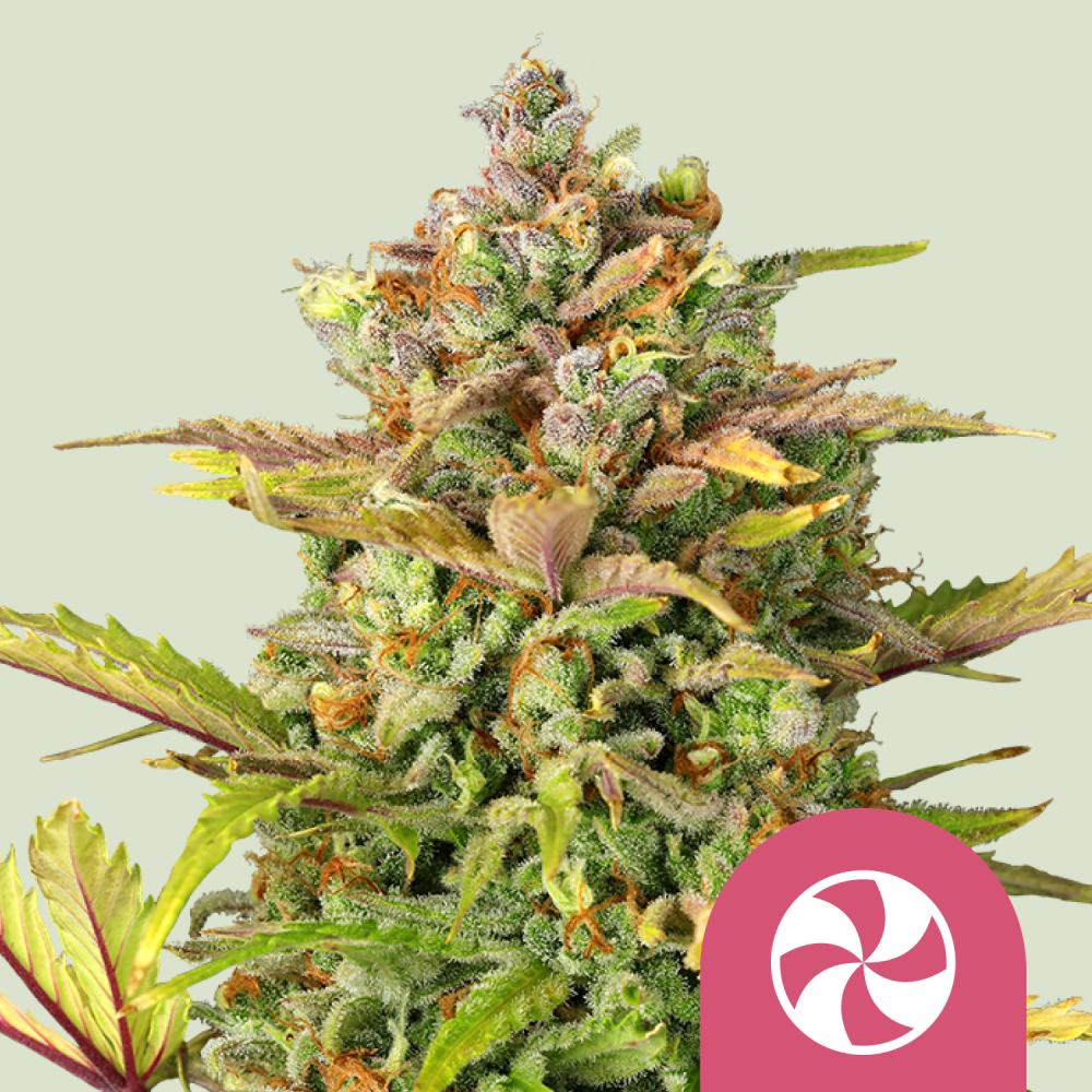 Royal Queen Seeds Cannabis Seeds Sweet ZZ Feminized 3 ks