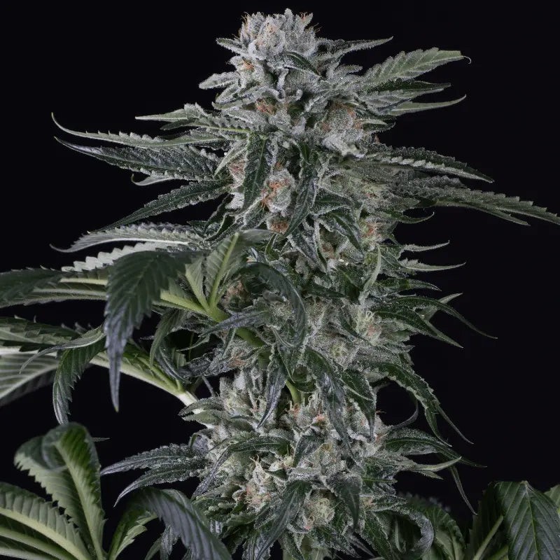 Silent Seeds Semená kanabisu Moby Dick Auto Feminized 3 ks