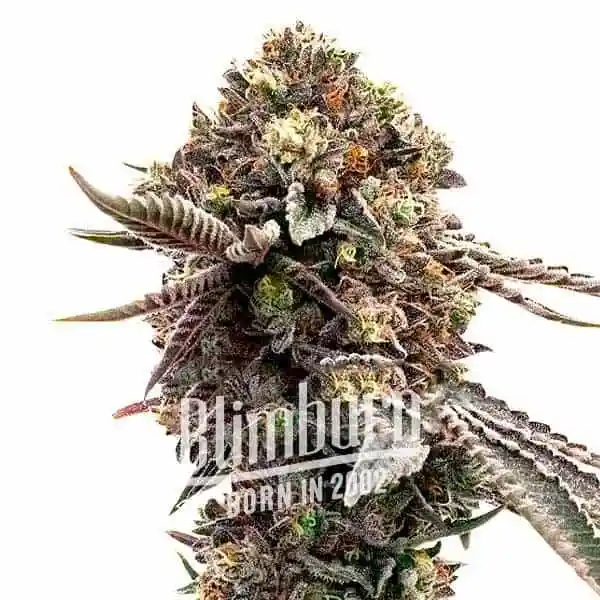 Blimburn Seeds Semená kanabisu Ghost Train Haze Feminized 6 ks