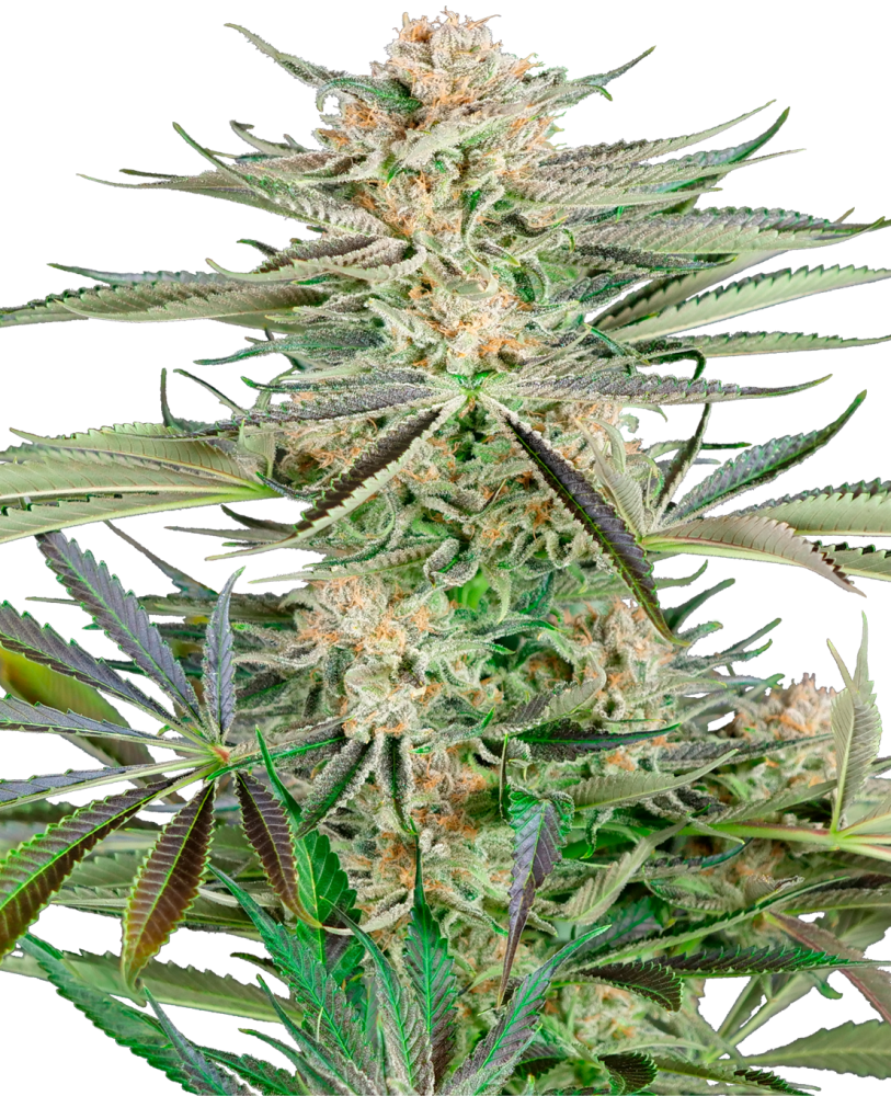 Sensi Seeds Skrutkovač na semená kanabisu OG Feminized, 3-10 ks 3 ks