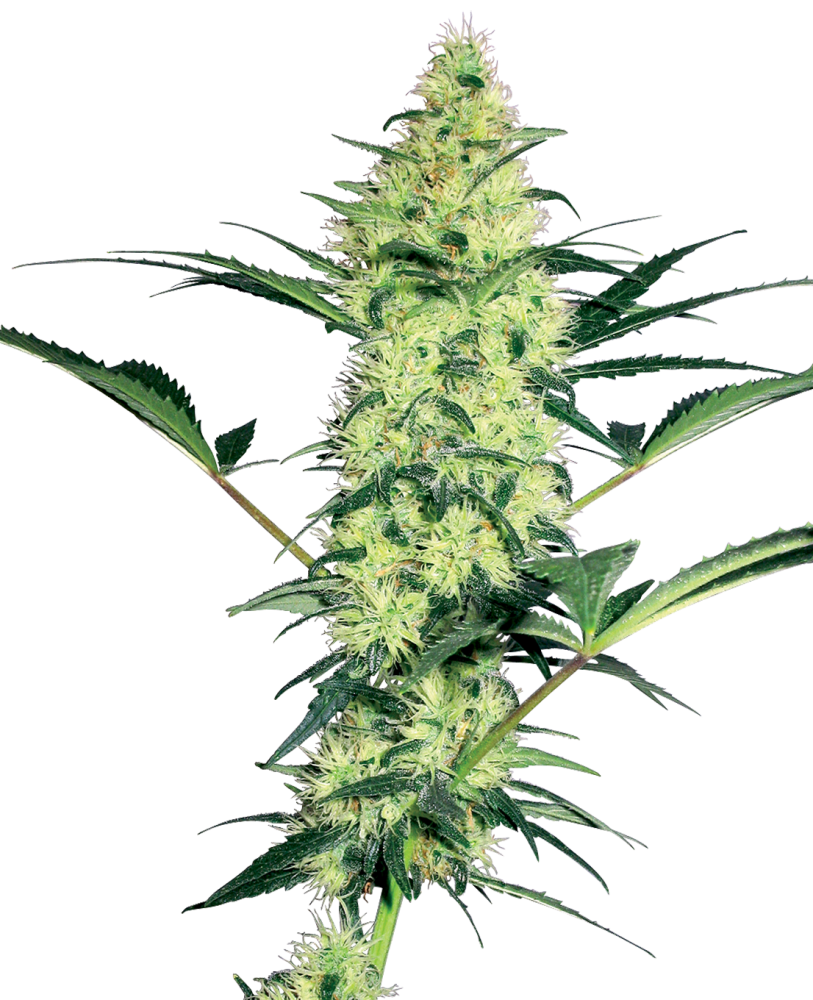 Sensi Seeds Cannabis Seeds White Diesel Feminized by White Label, 3-10 ks 10 ks