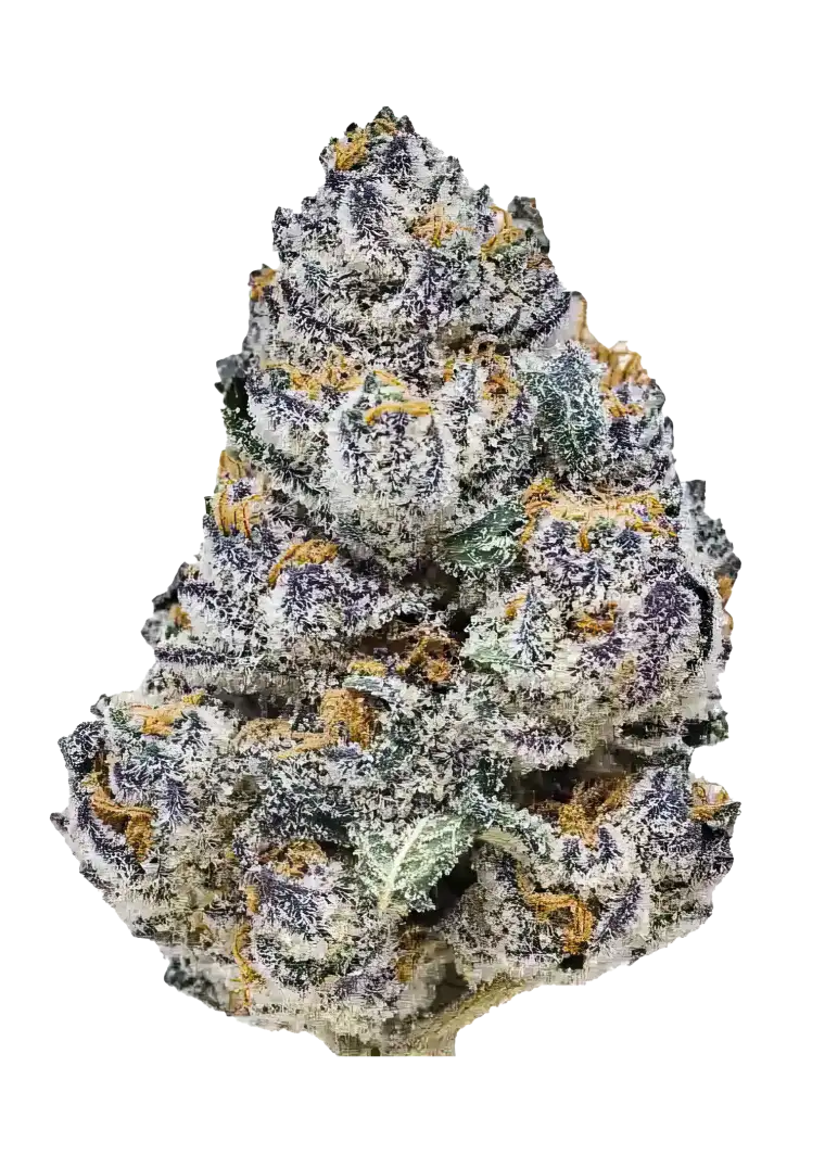 Fast Buds Semienka kanabisu Rainbow Melon Feminizované 1 ks