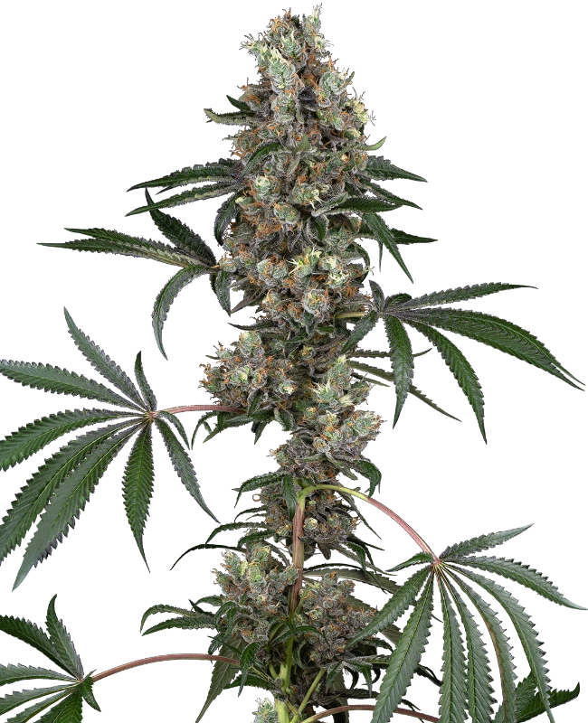 Sensi Seeds Cannabis Seeds Chemberries Feminized 10+4 ks