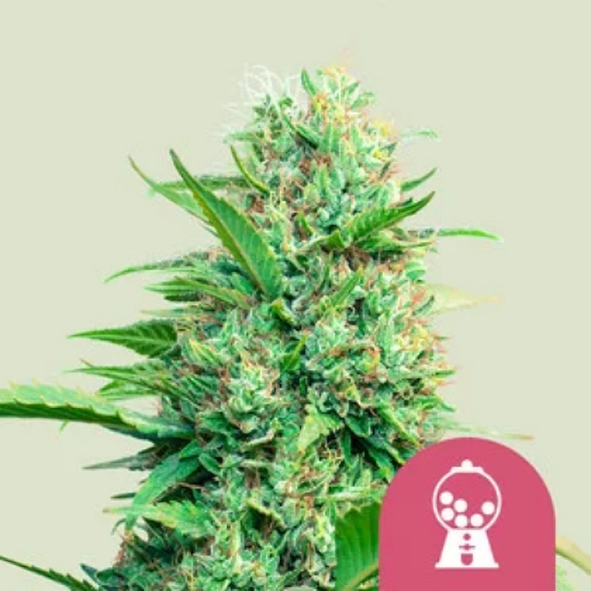 Royal Queen Seeds Feminizované semená kanabisu Pink Runtz 1 ks