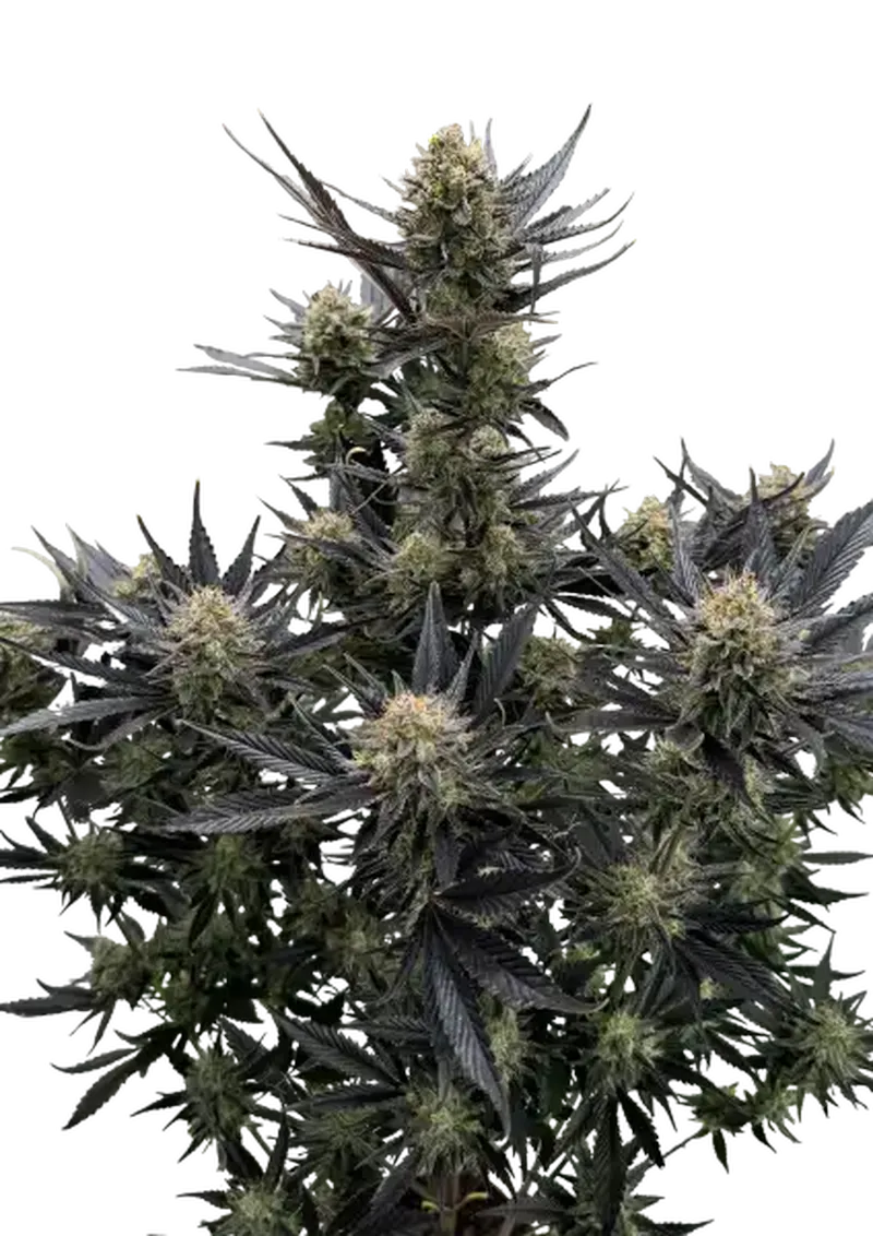 Fast Buds Cannabis Seeds  Guava Auto RF3 Feminized 5 ks