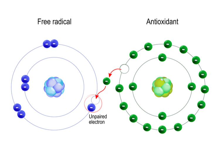 image depicting a free radical and an antioxidant