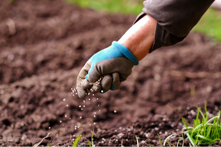 Chemical fertilizers as potential cannabis contamination, harmful residues risk