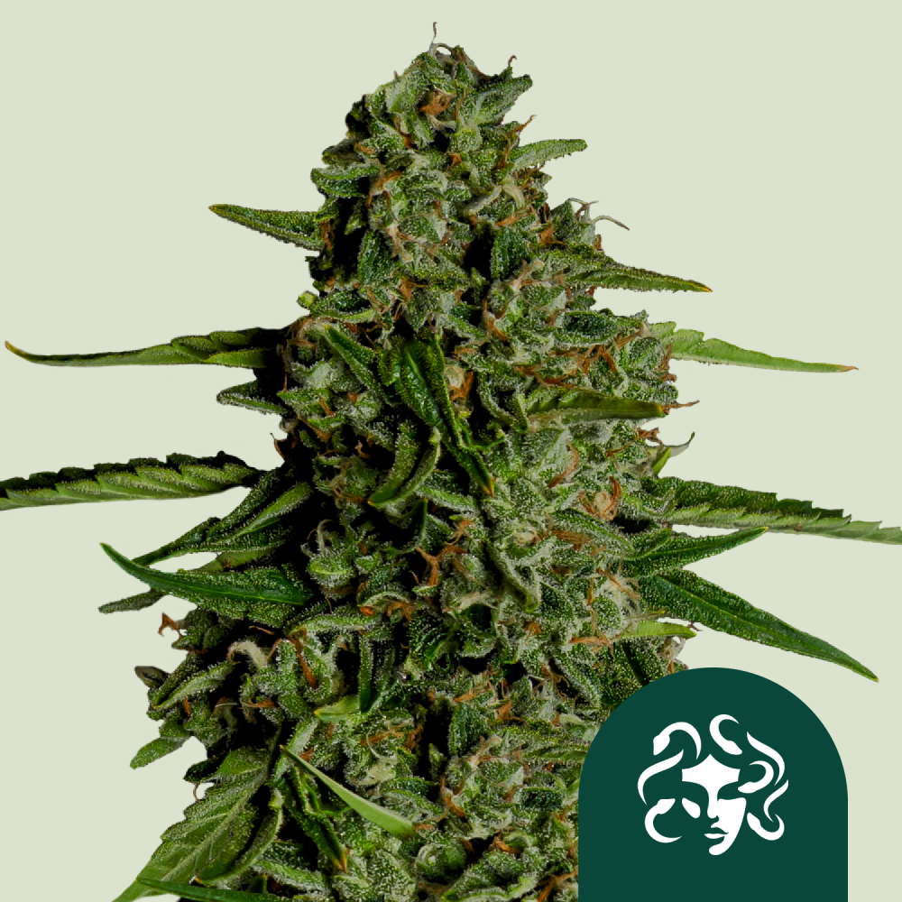 Royal Queen Seeds Cannabis Seeds Medusa F1 Auto 1 ks