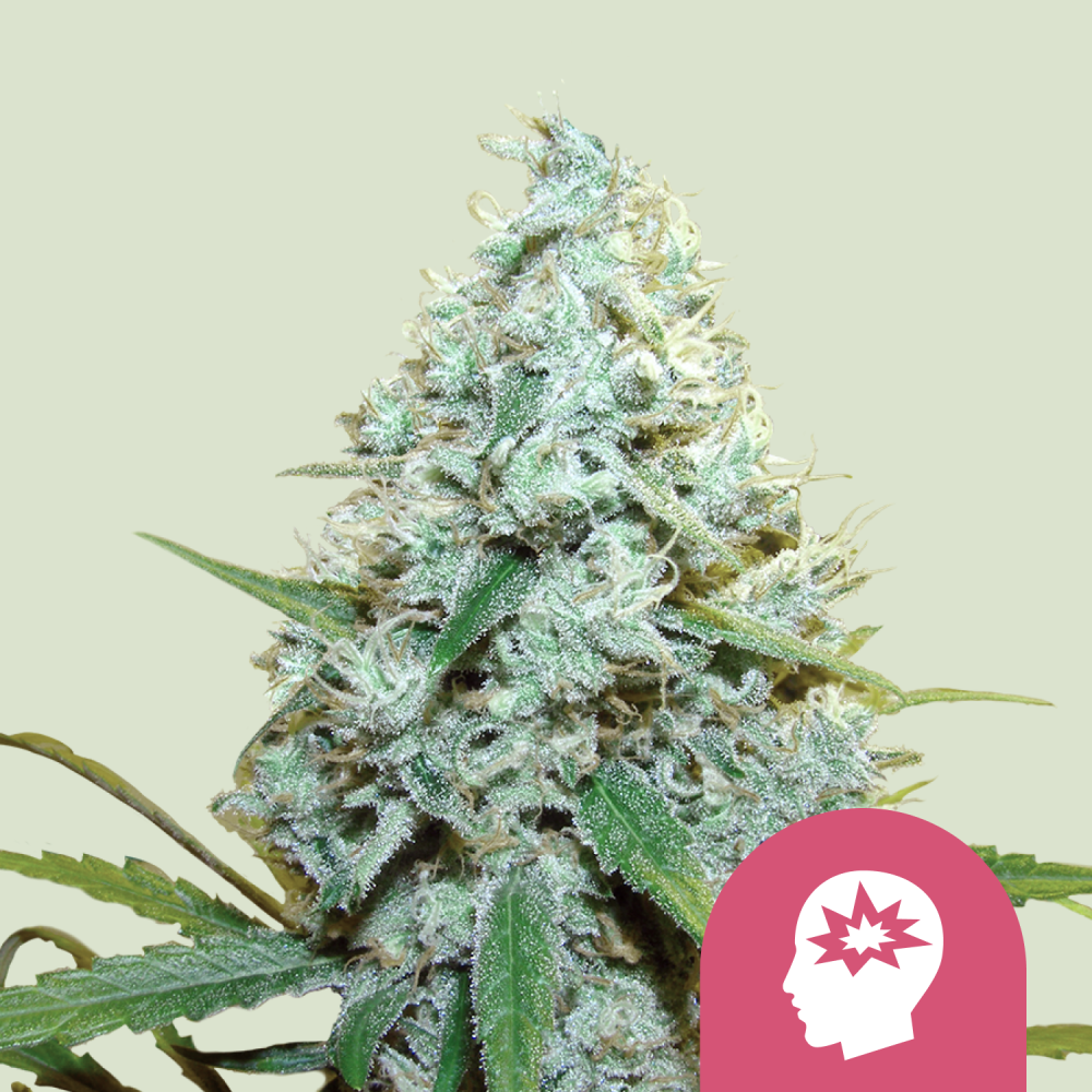 Royal Queen Seeds Cannabis Seeds AMG Feminized 5 ks