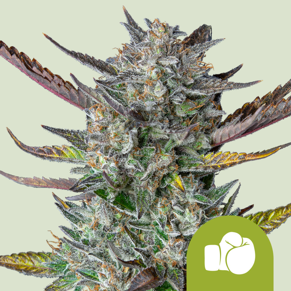 Royal Queen Seeds Cannabis Seeds Purple Punch Auto 3 ks