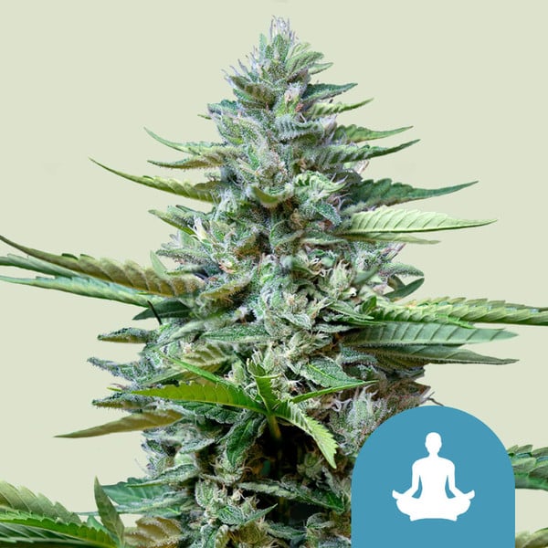 Royal Queen Seeds Cannabis Seeds Stress Killer Auto (High CBD) 10 ks