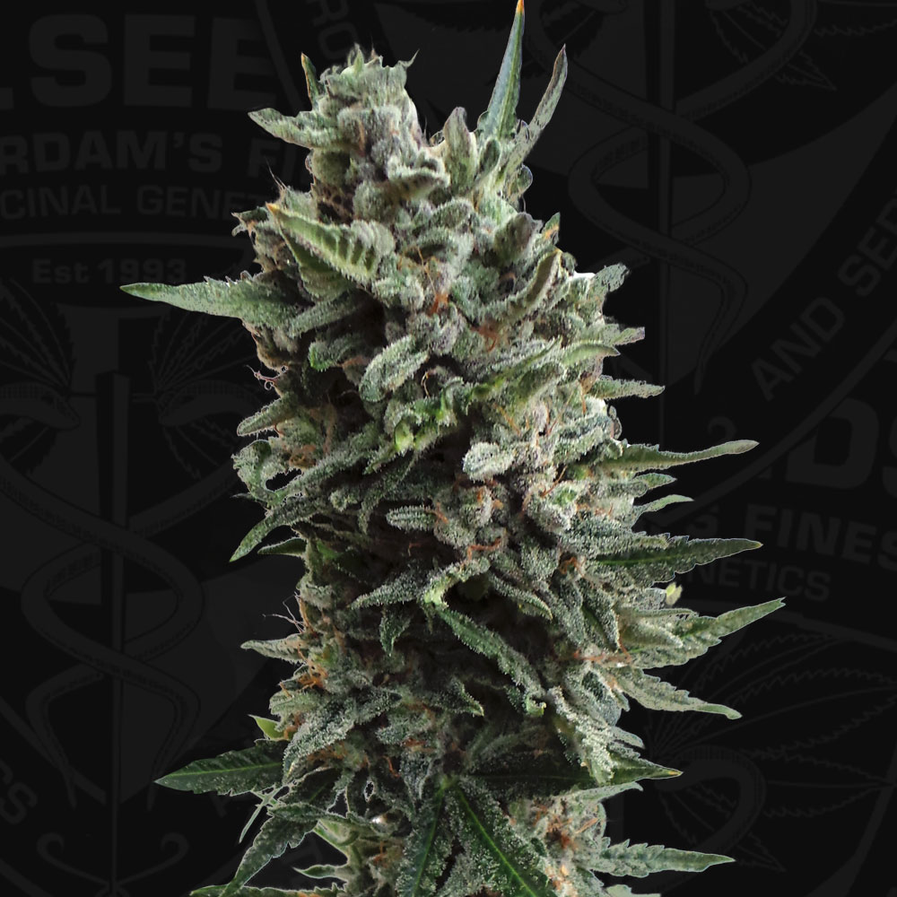 T.H.Seeds™ Cannabis Seeds Auto Critical HOG™, rôzne balenia, feminizované 2 ks