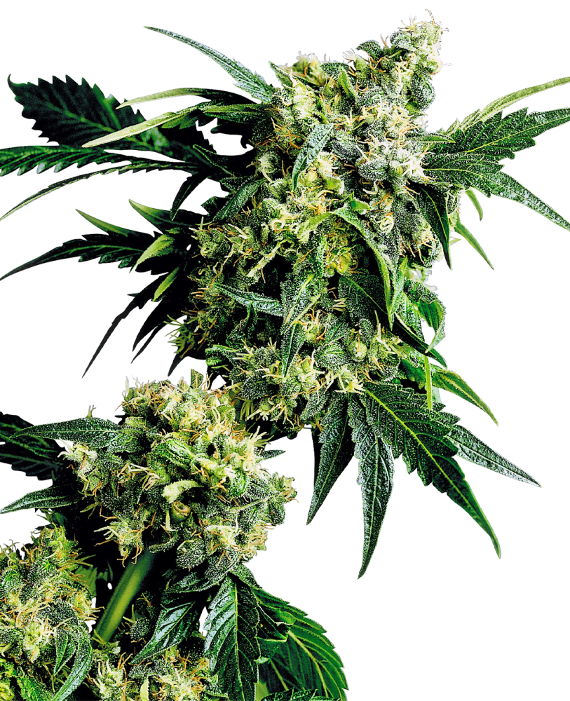 Sensi Seeds Cannabis Seeds Mr Nice G13 X Hash Plant® Regular, 10 ks