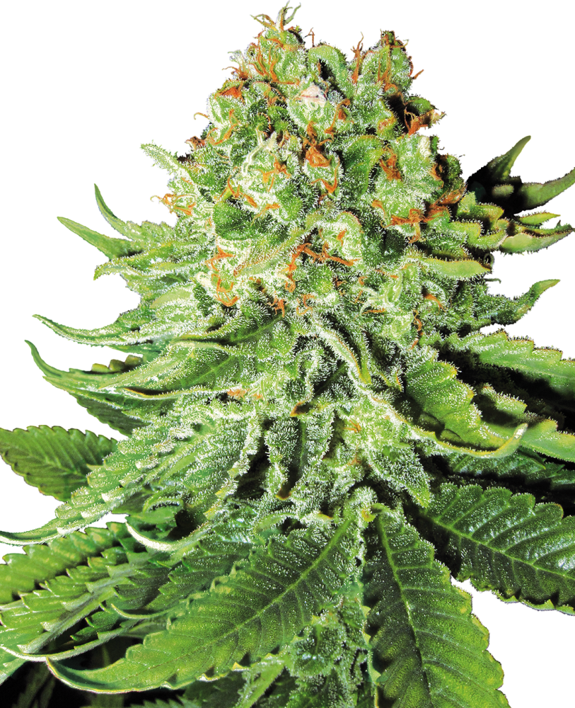 Sensi Seeds Cannabis Seeds Northern Lights Automatic Feminized by White Label, 3-10 ks 5 ks