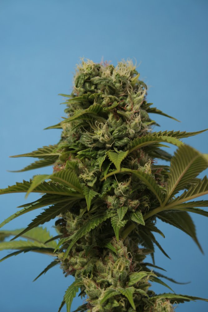 T.H.Seeds™ Vrak semienok kanabisu, rôzne balenia, bežné 5+1 ks