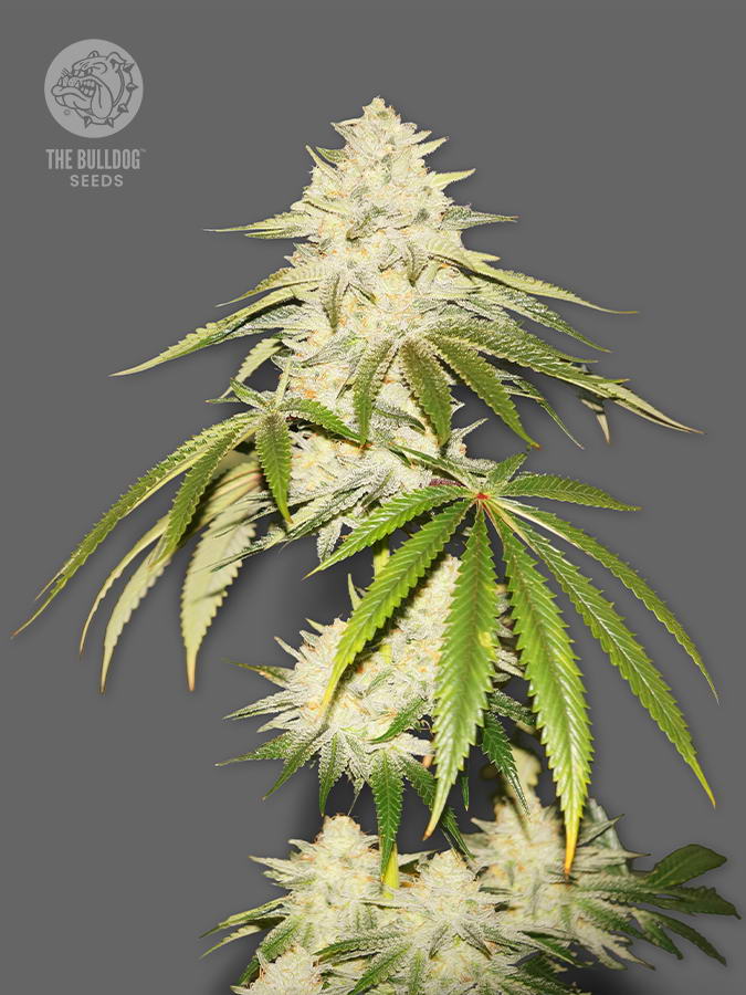 The Bulldog Seeds Joris Pound Cake Feminized, 3 a 5 ks 3 ks