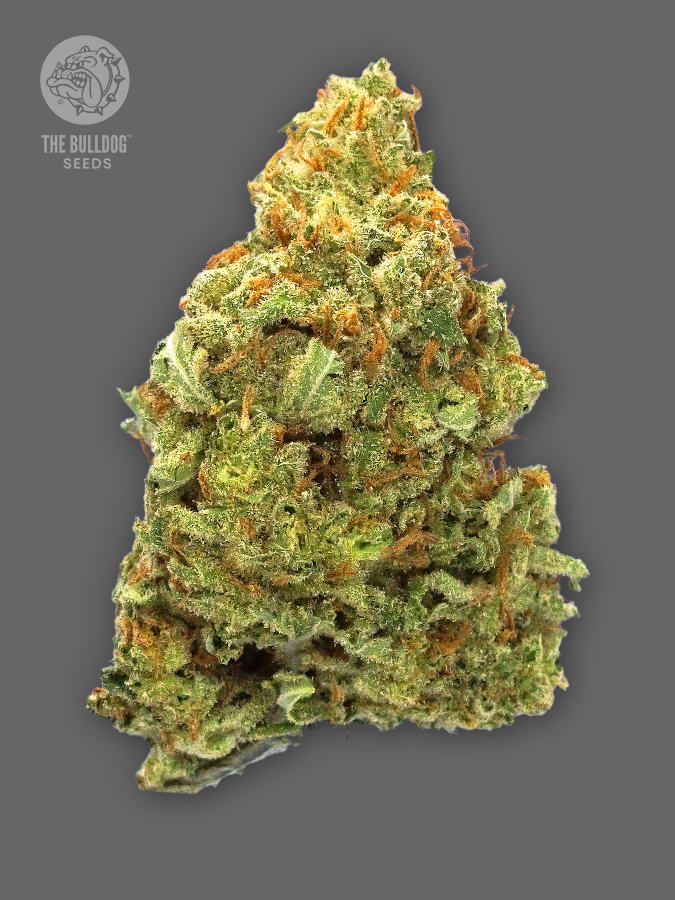 The Bulldog Seeds TB Lemon Haze Auto, 3 a 5 ks 3 ks