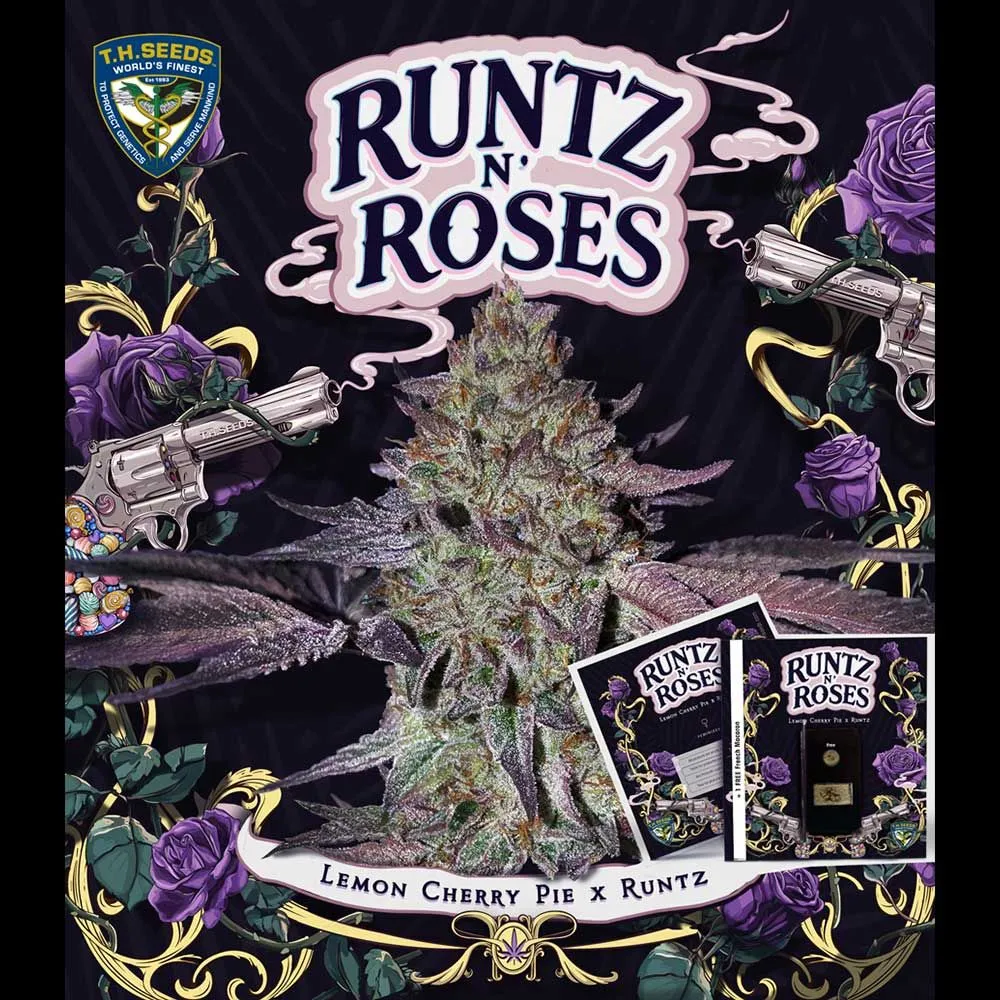 T.H.Seeds™ Semená kanabisu Runtz N' Roses, rôzne balenie, feminizované 2 ks