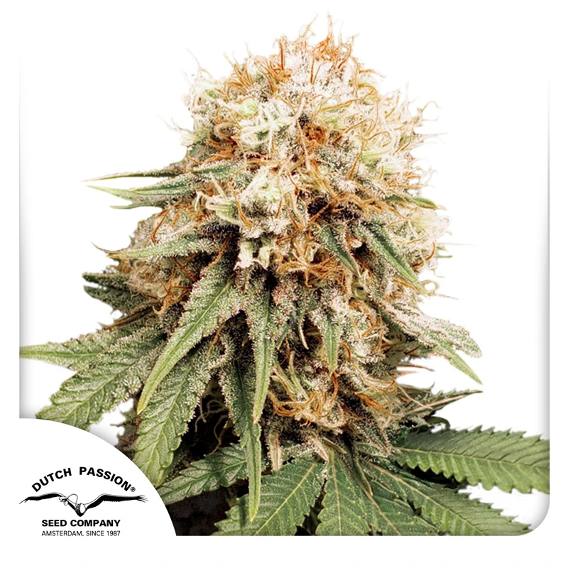 Dutch Passion Feminizované semená kanabisu White Widow 3 ks