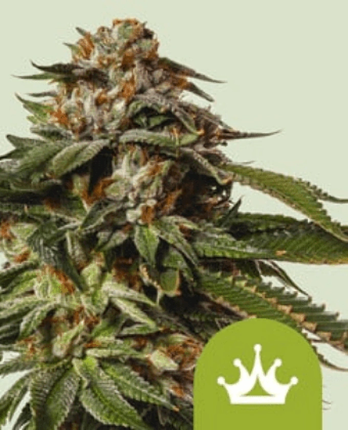 Royal Queen Seeds Špeciálne semená kanabisu Queen #1 Auto 1 ks