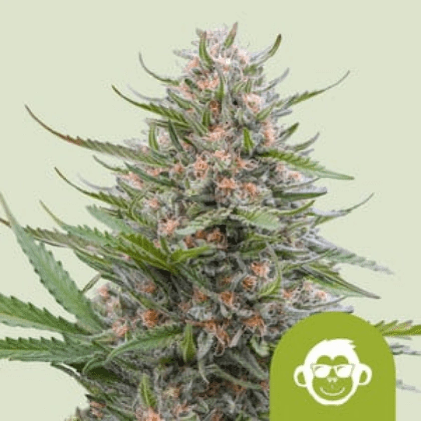 Royal Queen Seeds Semená kanabisu Grape Ape Auto 1 ks