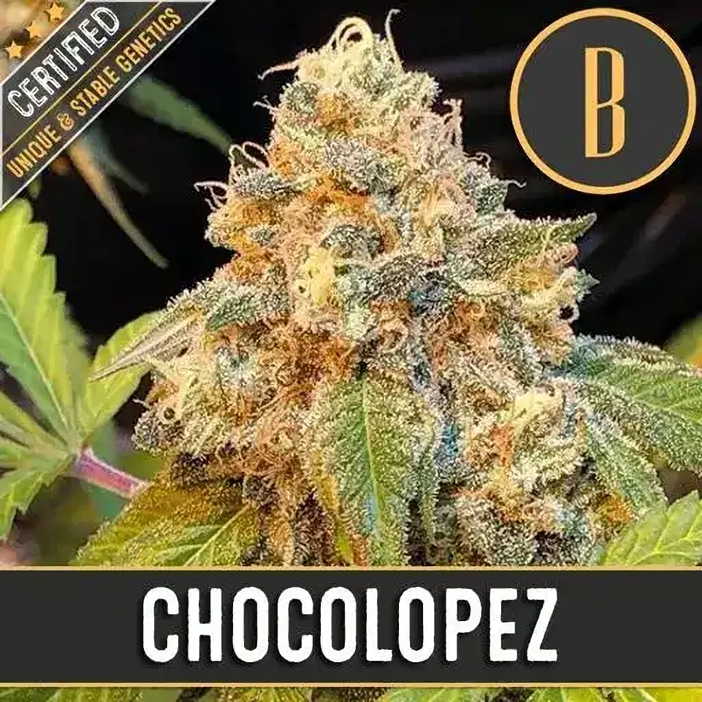 Blimburn Seeds Feminizované semienka kanabisu Chocolopez 6 ks
