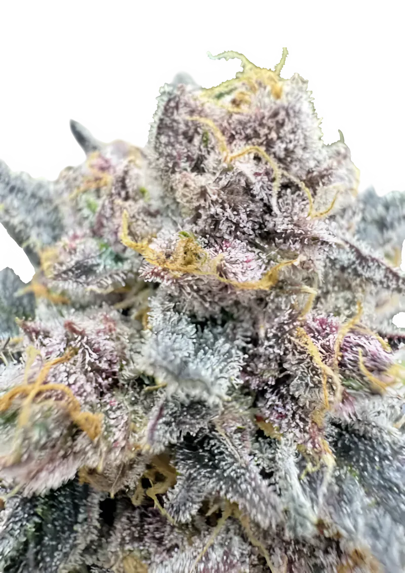 Fast Buds Cannabiszaden Cherry Cola Auto RF3 Feminized