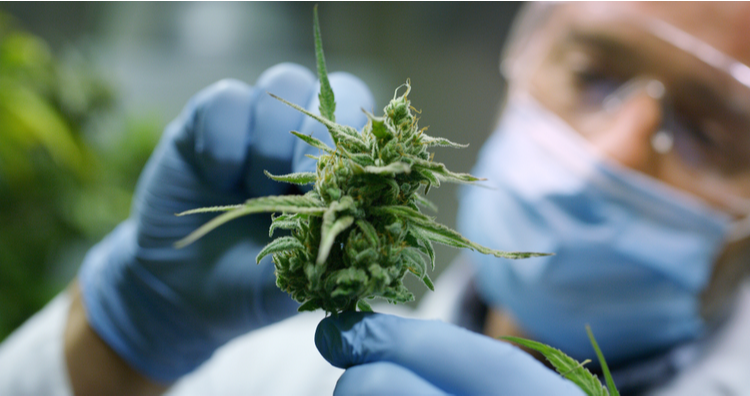 Cannabis flower