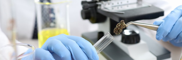 What are the risks of HHCH