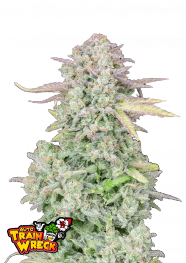 Fast Buds Cannabis Seeds Trainwreck Auto 1 ks
