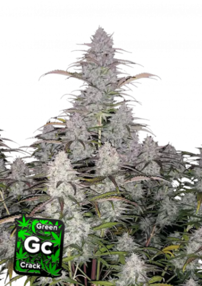 Fast Buds Cannabis Seeds Green Crack Auto 5 ks