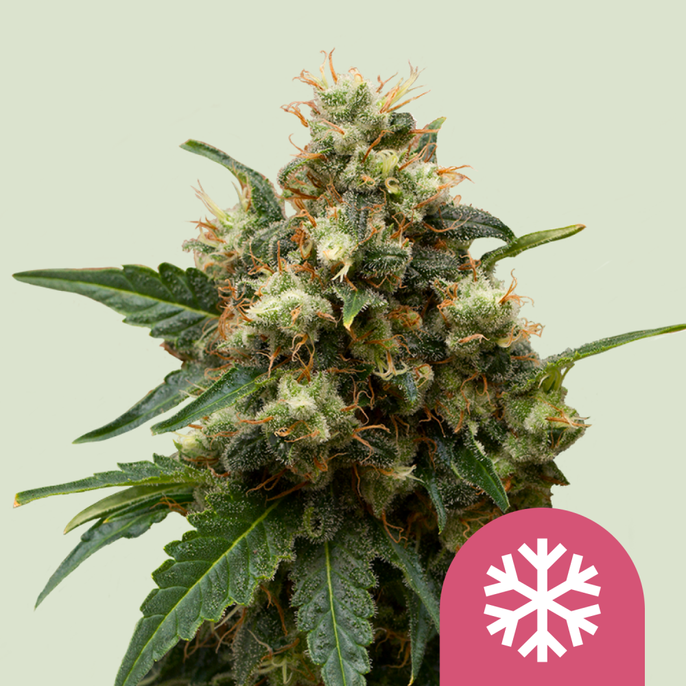 Royal Queen Seeds Cannabis Seeds Ice Feminized 1 ks