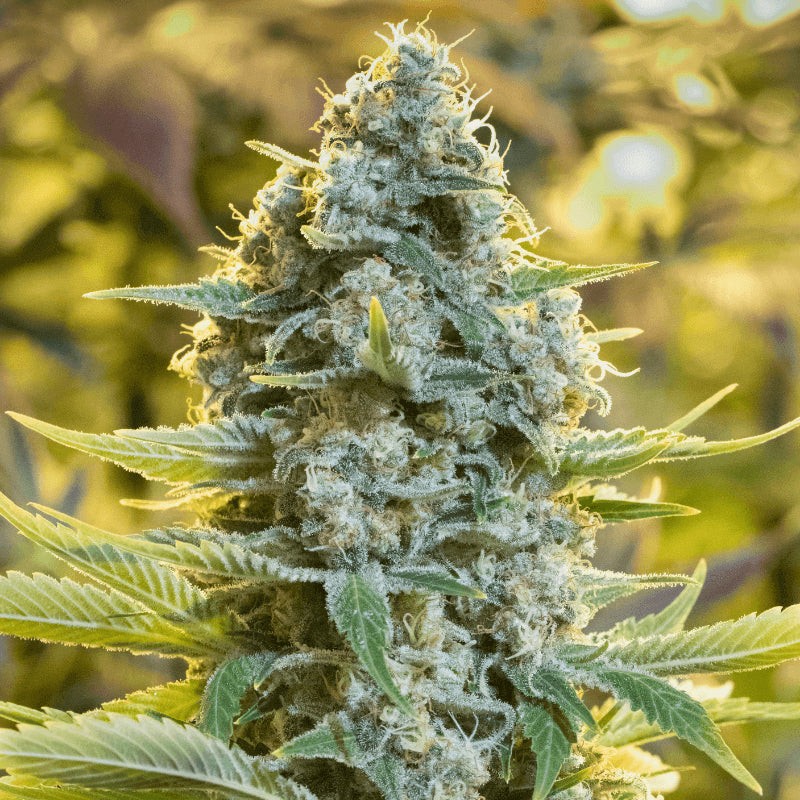 Silent Seeds Classic Cannabis Seeds Moby Dick Feminized 10 ks
