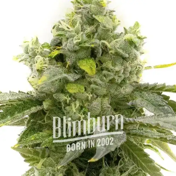 Blimburn Seeds Semená kanabisu Bruce Banner rýchlo kvitnúce 9 ks