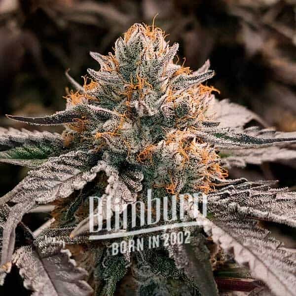 Blimburn Seeds Feminizované semená Cannabis Seeds Gator Breath 3 ks
