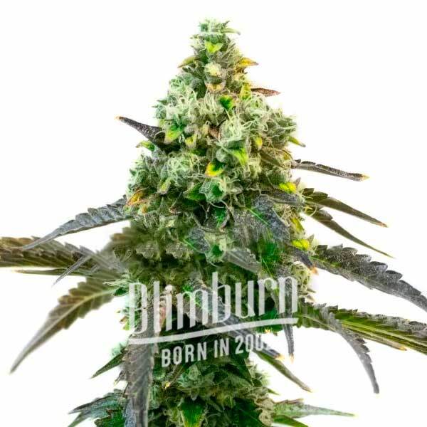 Blimburn Seeds Feminizované semená kanabisu Godfather OG 6 ks