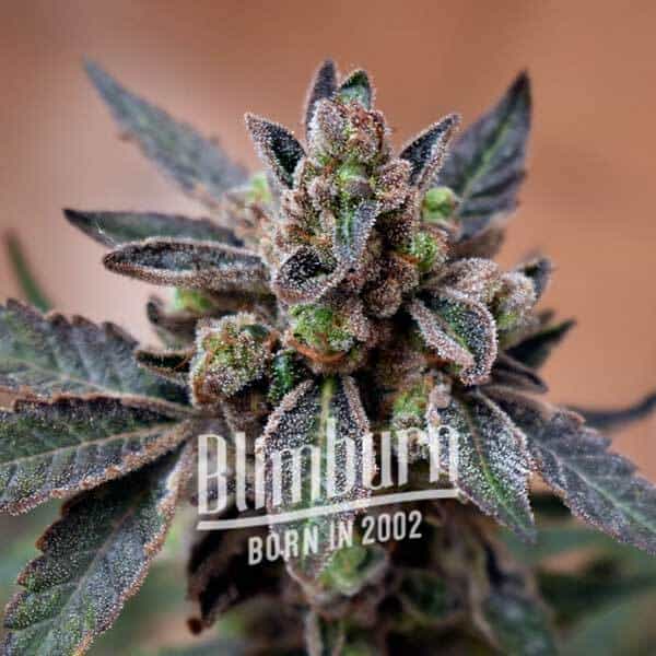 Blimburn Seeds Feminizované semená kanabisu Mochi Gelato 6 ks