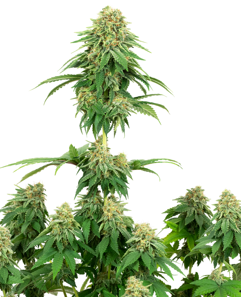 Sensi Seeds Cannabis Seeds Girlscout cookies Feminized by White Label, 3-10 ks 10 ks