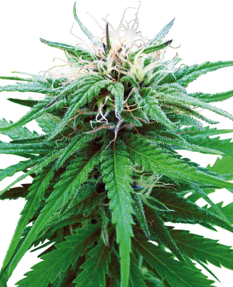 Sensi Seeds Cannabis Ruderalis Indica® Regular, 10 ks