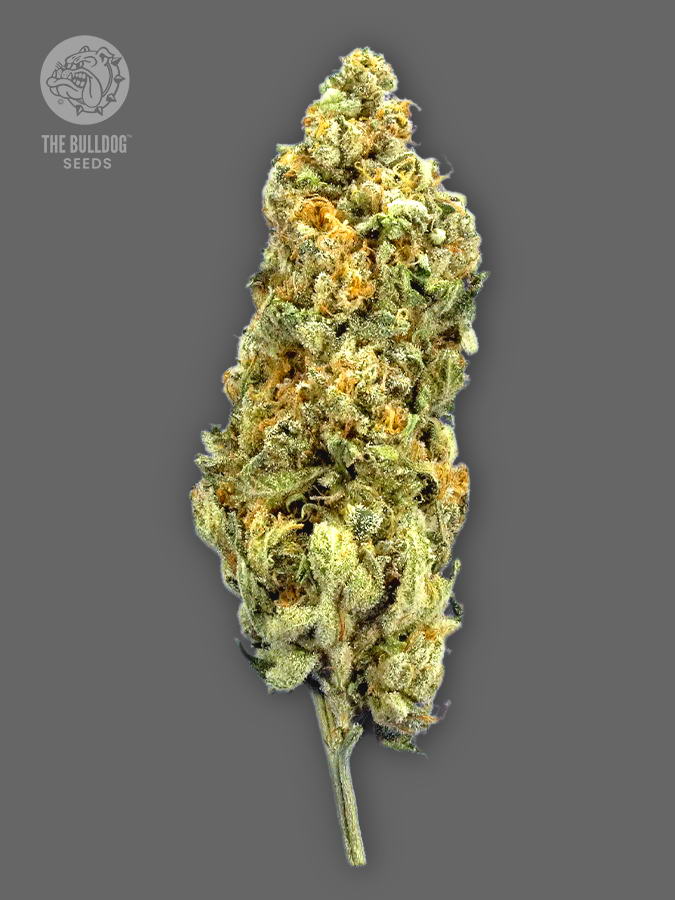 The Bulldog Seeds TB Mimosa Feminized, 3 a 5 ks 3 ks